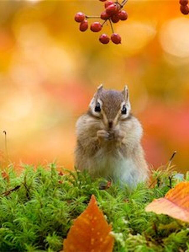 7 Fruit-Loving Animals You Didn’t Know About