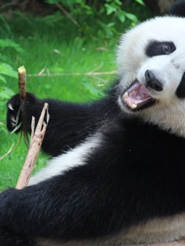 8 Adorably Cute but Surprisingly Dangerous Wild Animals
