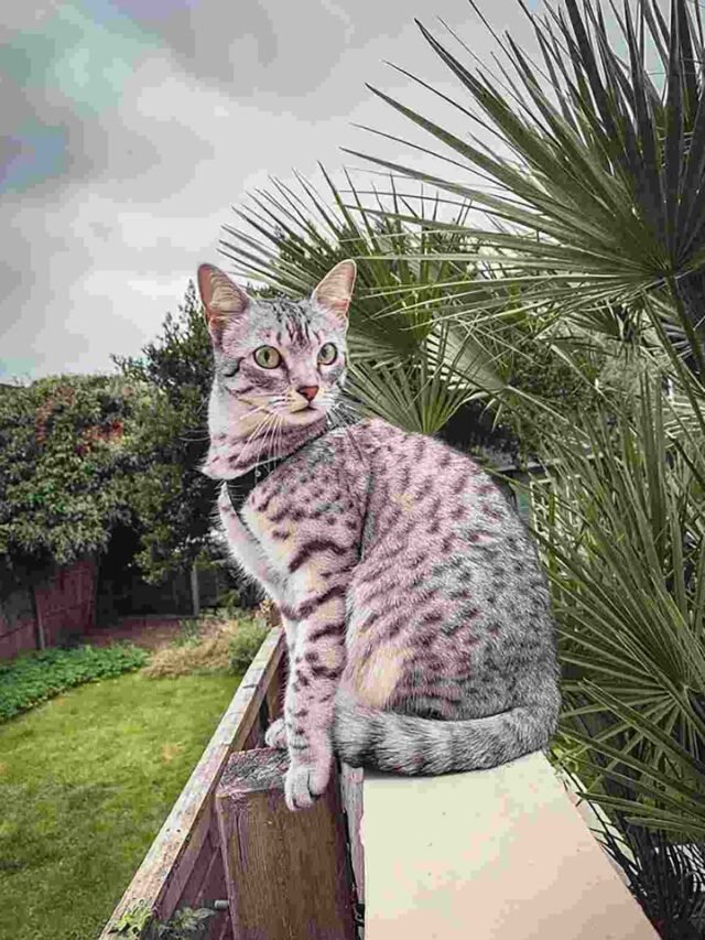 Top 7 Most Expensive Cat Breeds in the World